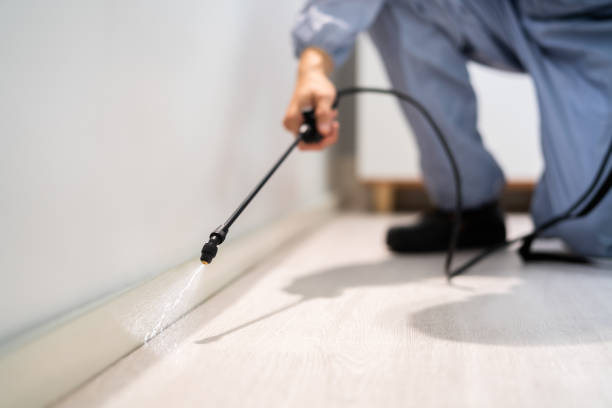 Licensed Ant Control service in Asheville, NC - Nex Pest Control