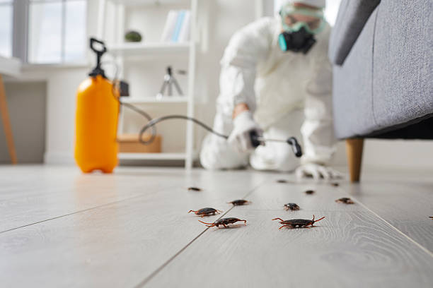 Trusted Cockroach Control service in Asheville, NC - Nex Pest Control