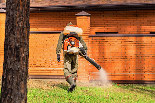 Trusted Ant Control service in Asheville, NC - Nex Pest Control